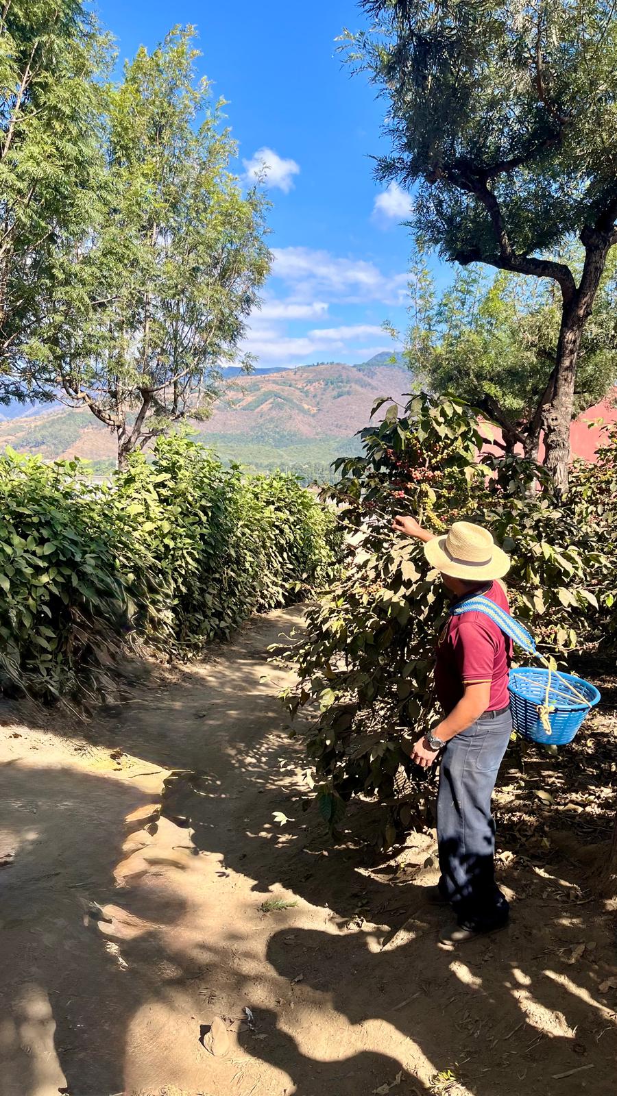 A coffee farm in the highlands — ripe red cherries ready to harvest